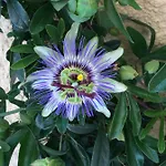 דירה Aquaplage 45m2 Front De Richelieu אגדה