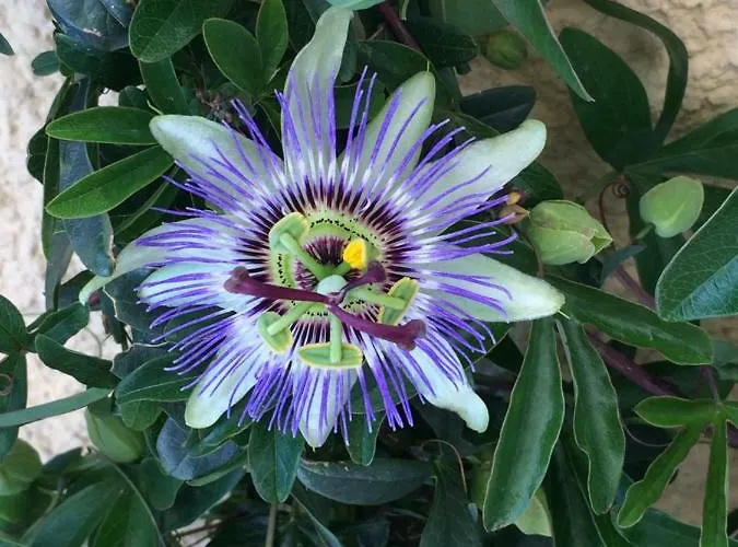 Apartment Aquaplage 45m2 Front De Richelieu Agde